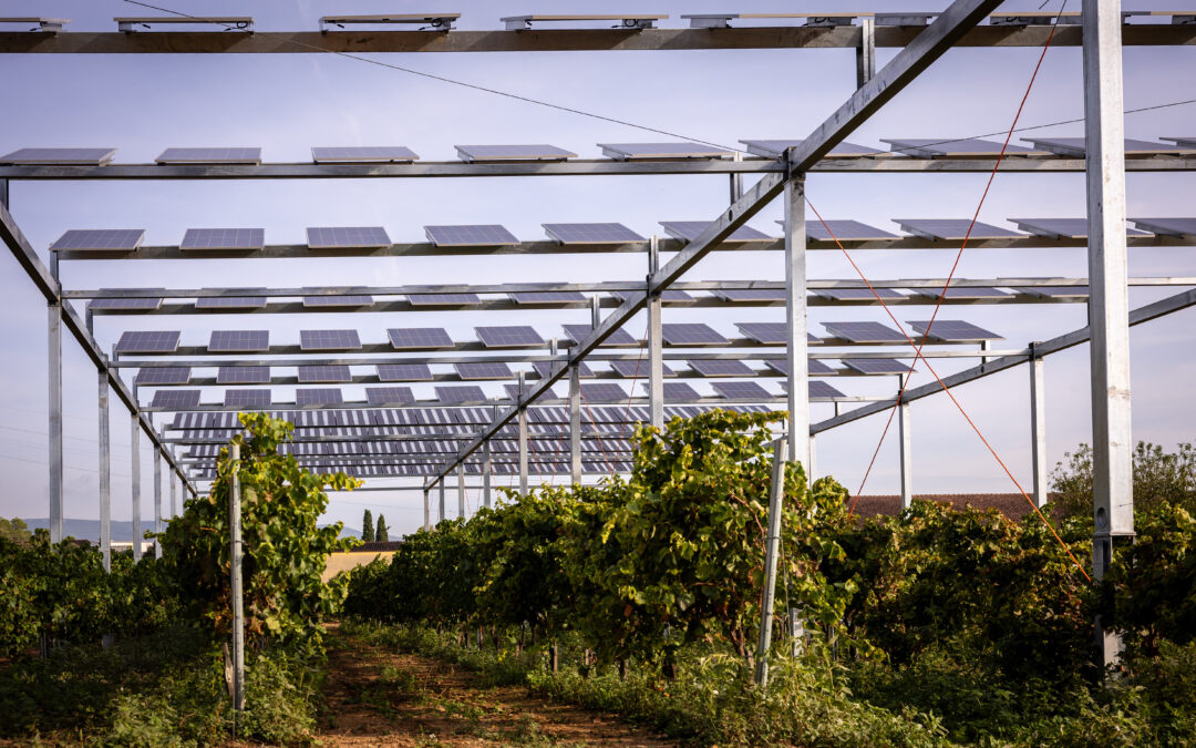 SOLARWINE completa la puesta en marcha de dos instalaciones piloto que integran energía solar y viticultura 4.0